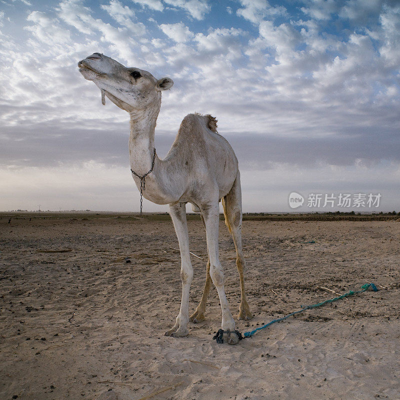 撒哈拉沙漠白化病骆驼