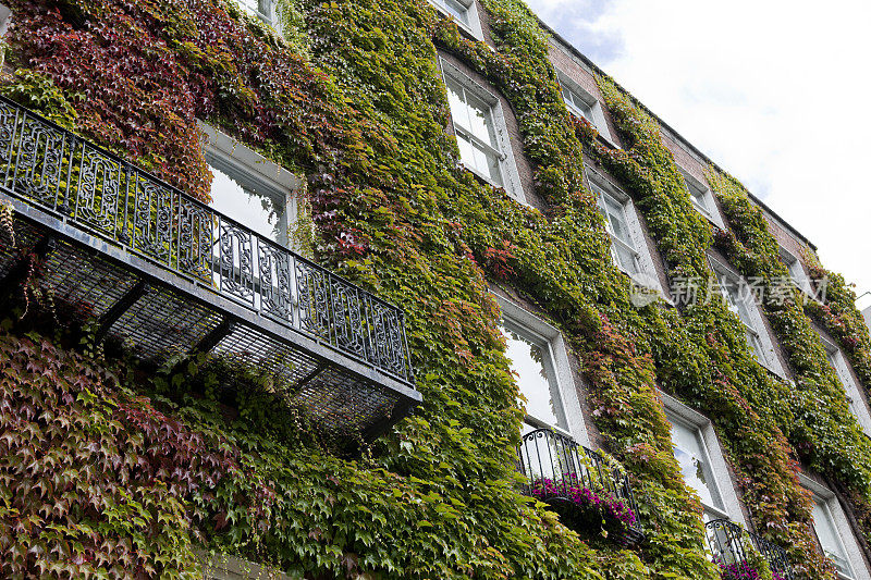 爱尔兰都柏林的爬满常春藤的建筑