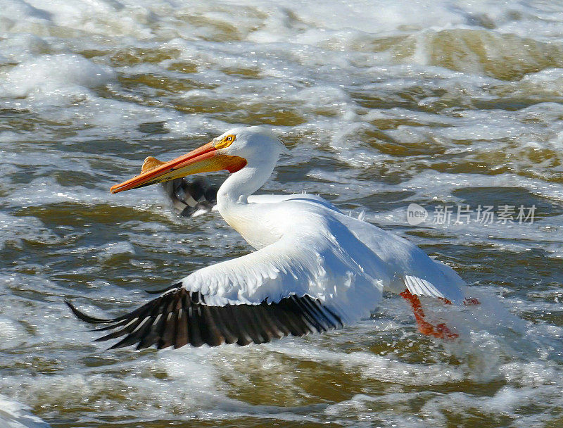 令人惊叹的白鹈鹕在湍流中降落