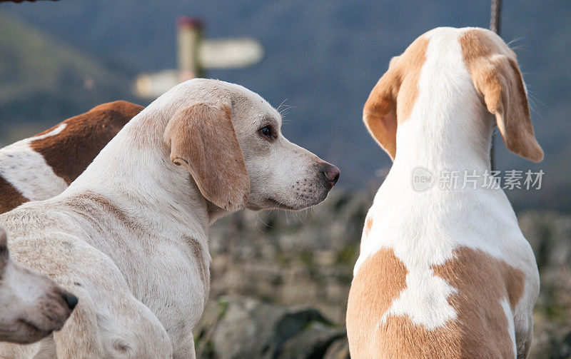 米格鲁猎犬