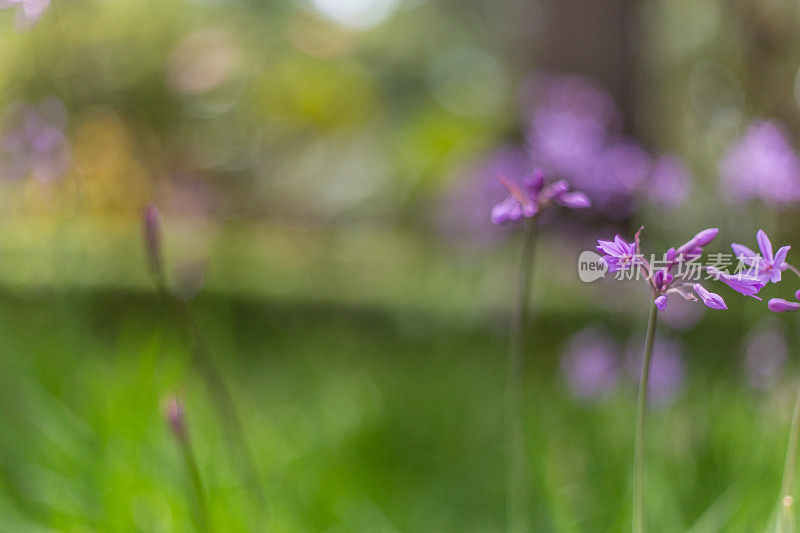 紫色的花