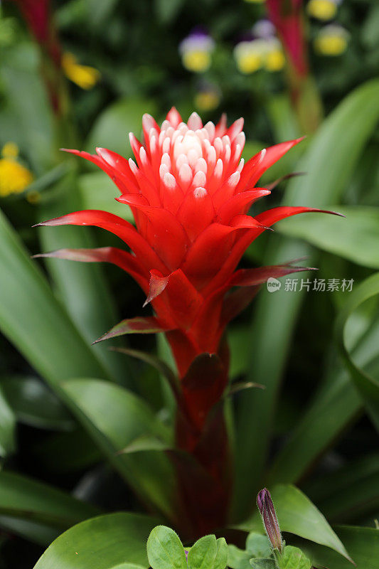 红色开花植物特写镜头