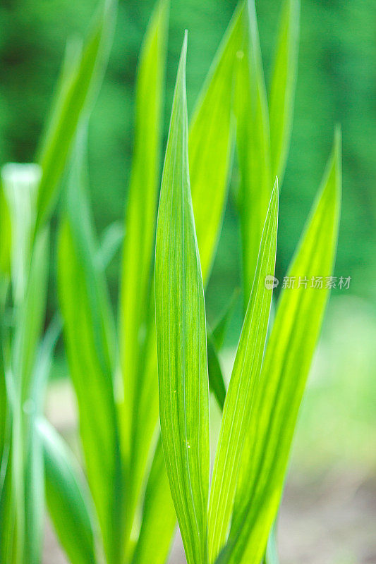 绿色草叶的特写