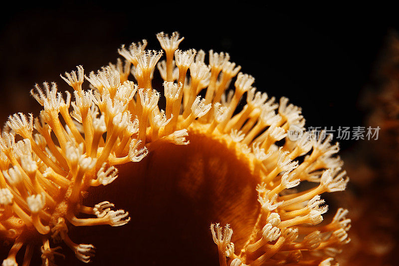 海洋生物脉动水螅珊瑚水下摄影