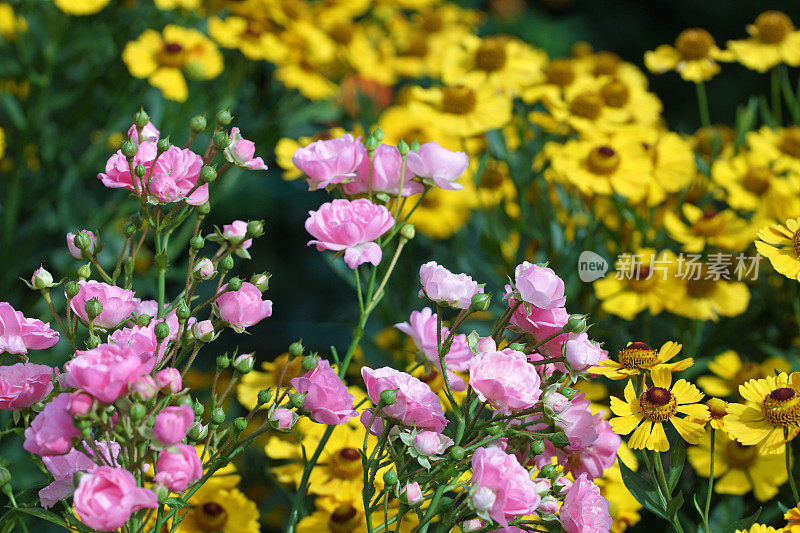 玫瑰和helenium