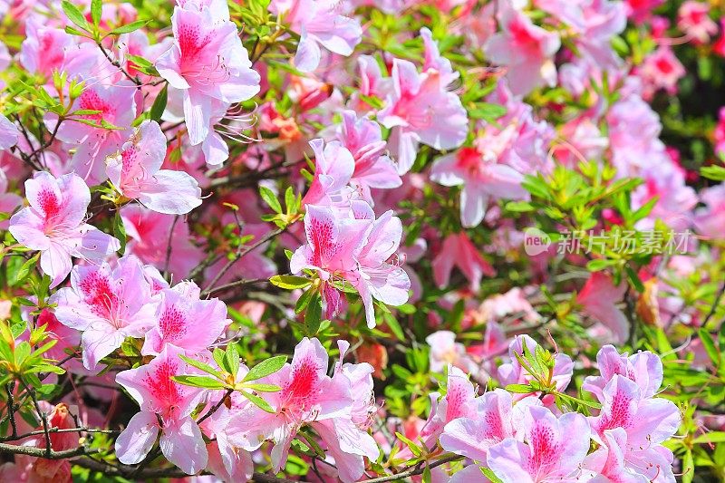 鲜艳的粉红色杜鹃花图案，花园和植物叶背景