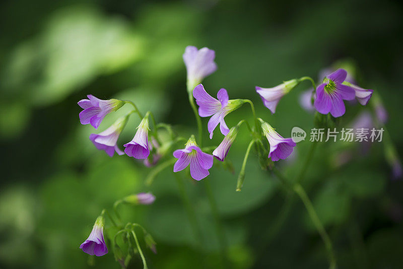 草地上的花