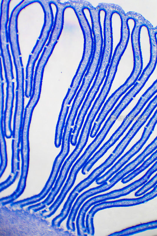蘑菇切片的显微图像