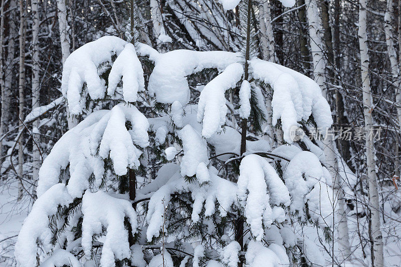 雪中的云杉