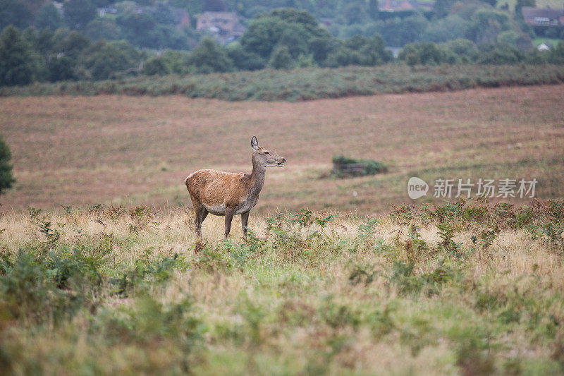 鹿晶石会话