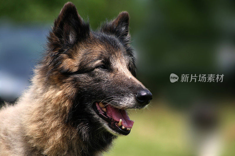 非常古老的特武伦牧羊犬。