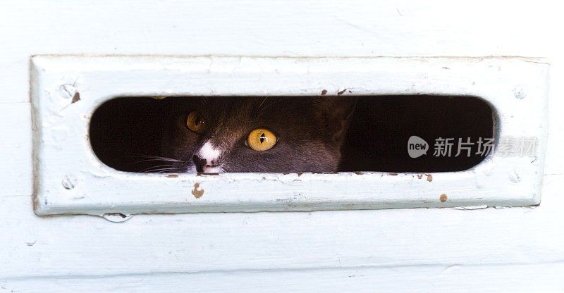 邮件槽观察猫