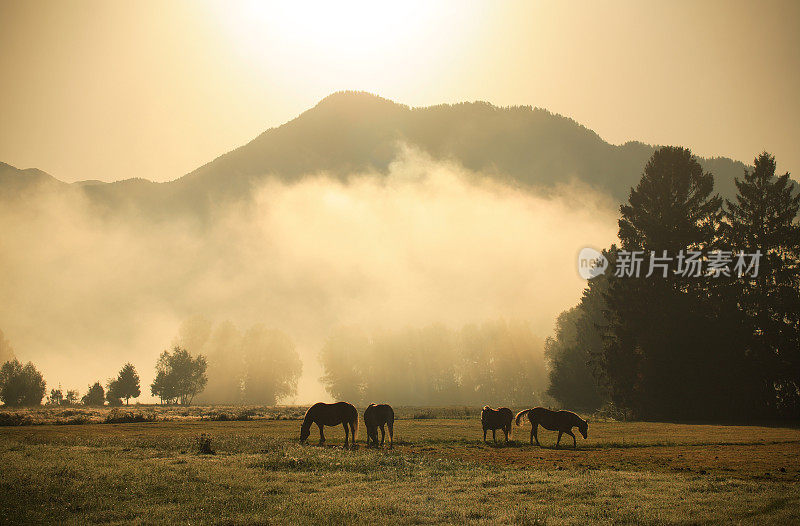 有雾的早晨