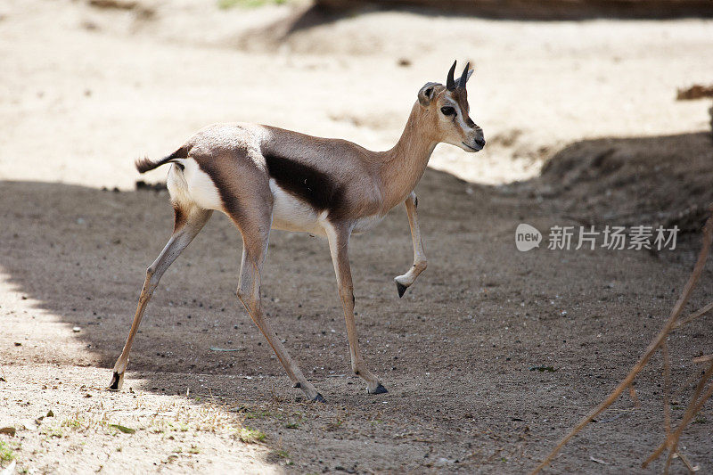 小鹿躲在阳光下