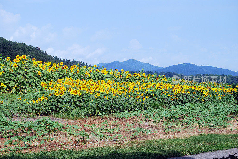 向日葵花园和山丘