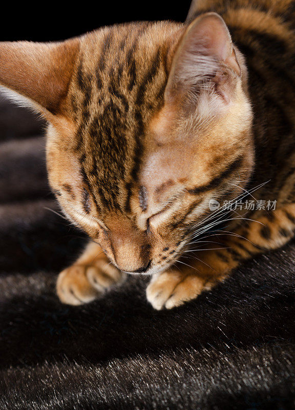 垂直特写睡觉的孟加拉小猫。