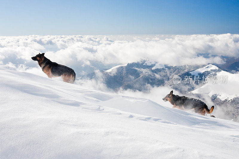 雪中的德国牧羊犬