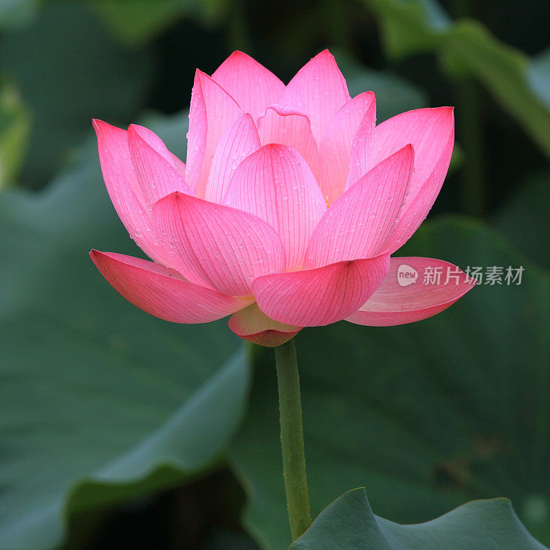 雨后荷花