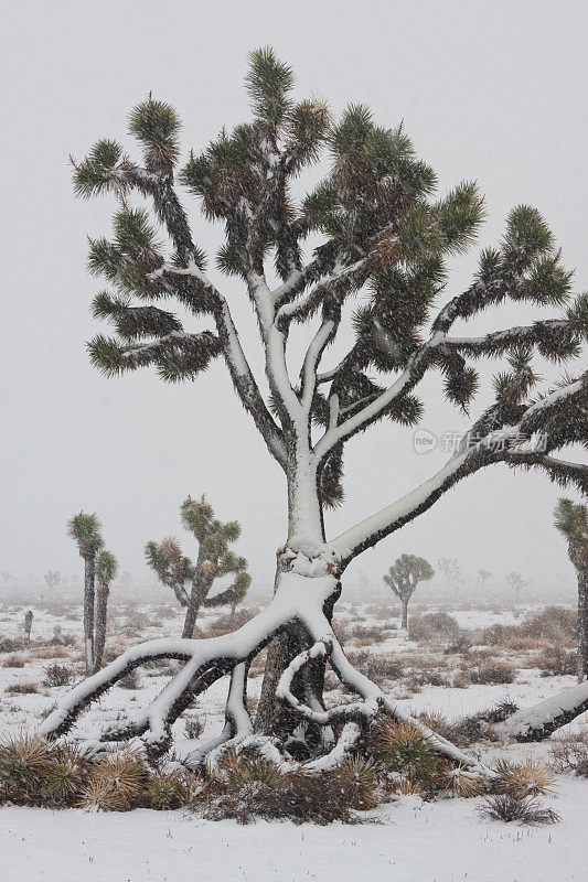 约书亚树国家纪念碑的暴风雪