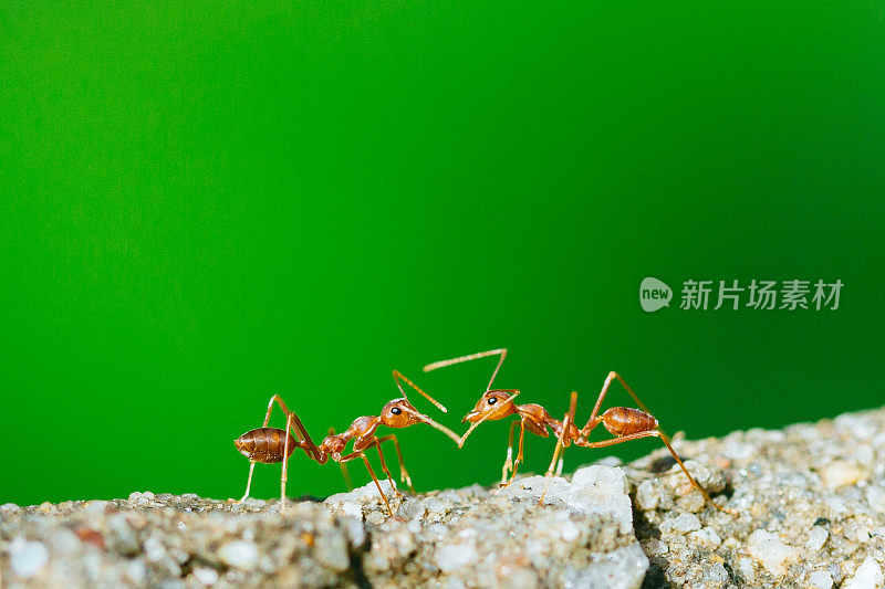 颜色背景上的蚂蚁在战斗