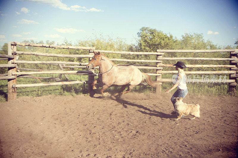 女牛仔驯服了一匹受惊的马