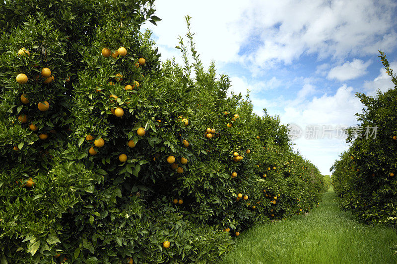 脐橙树园