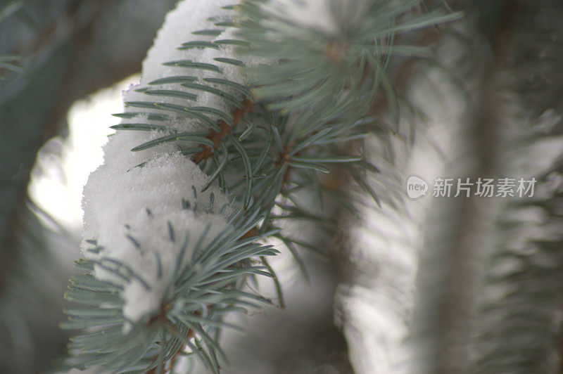 云杉在雪