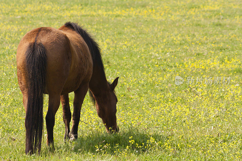 马在马厩，美丽的自然动物照片