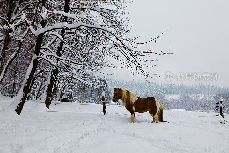 雪地里美丽的冰岛马