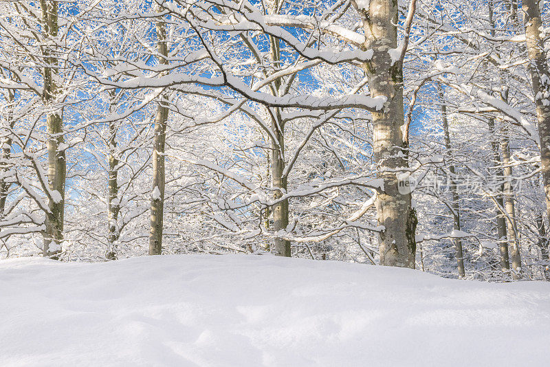 冬天的早晨，山毛榉林下过雪