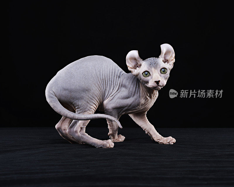 Sphynx猫