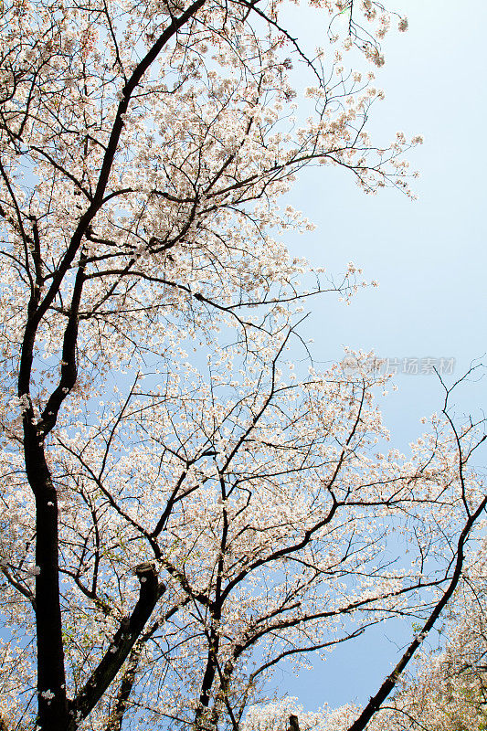 樱花的树
