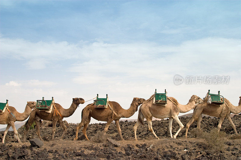 骆驼商队