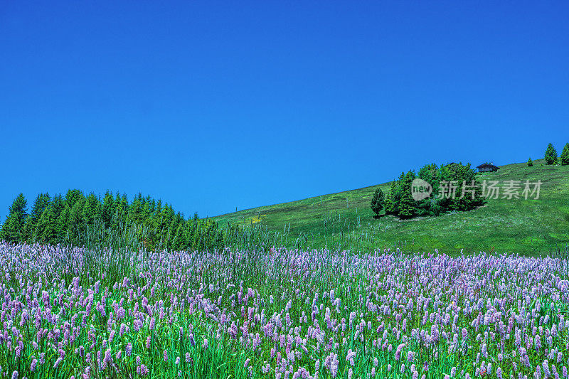 山上的花