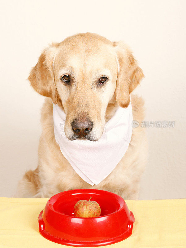 狗的饮食