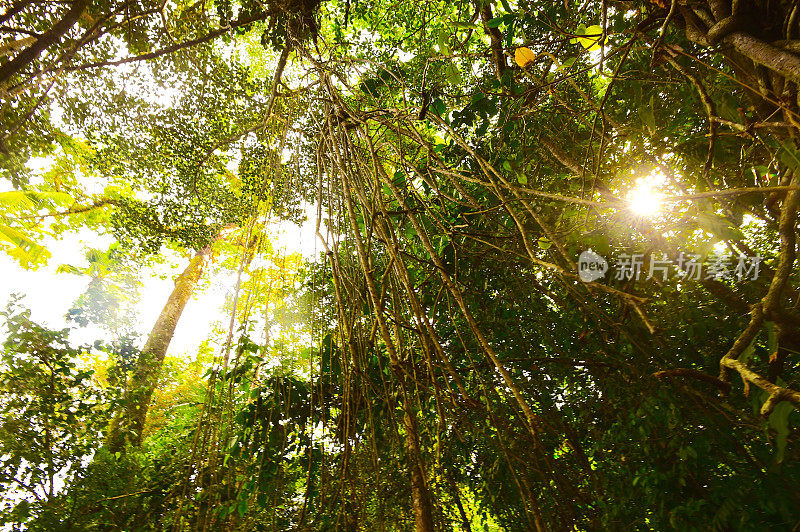 热带雨林