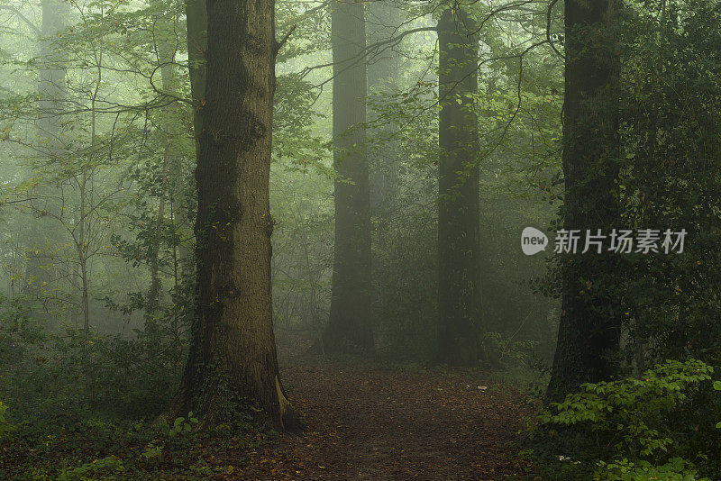 穿过黑暗和雾蒙蒙的森林的小路