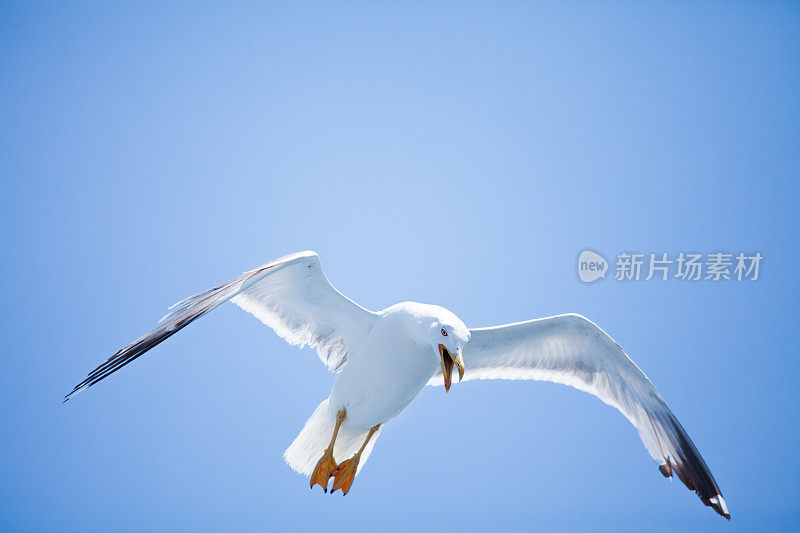 海鸥飞