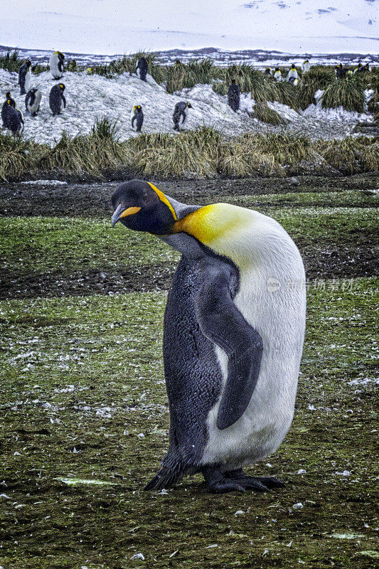 南乔治亚岛的王企鹅
