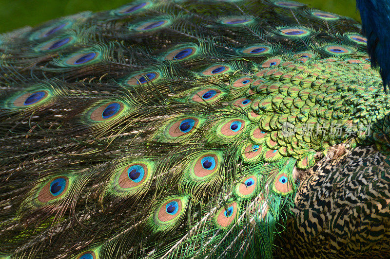 展示美丽羽毛的印度孔雀