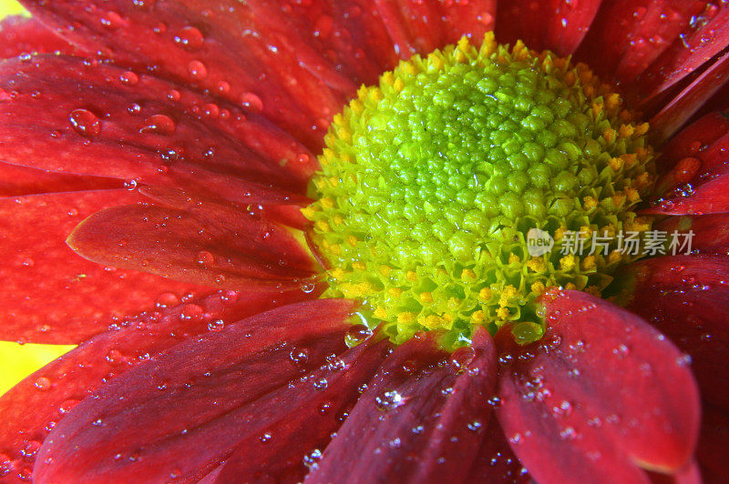 红花与雨点