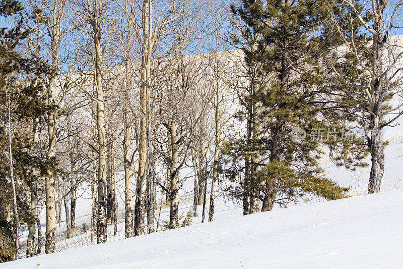 科罗拉多落基山脉的雪鞋步道