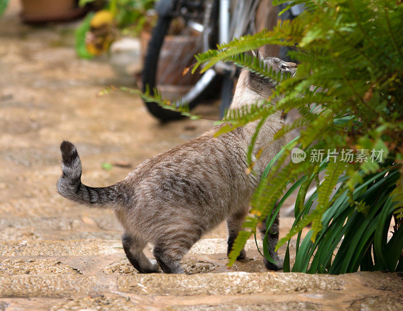 美丽的流浪猫在街上好奇地四处张望