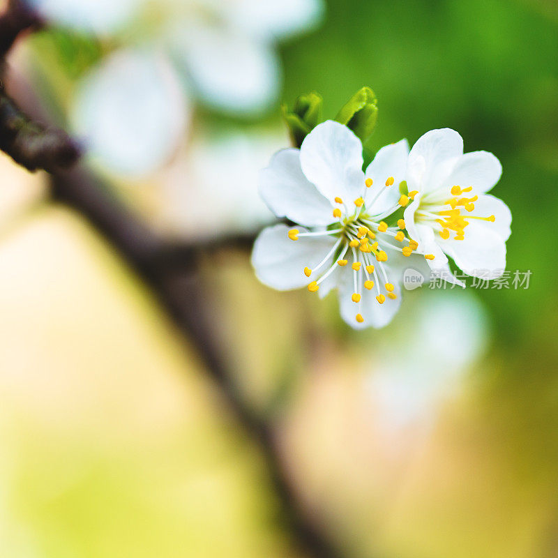 梅花近距离开花