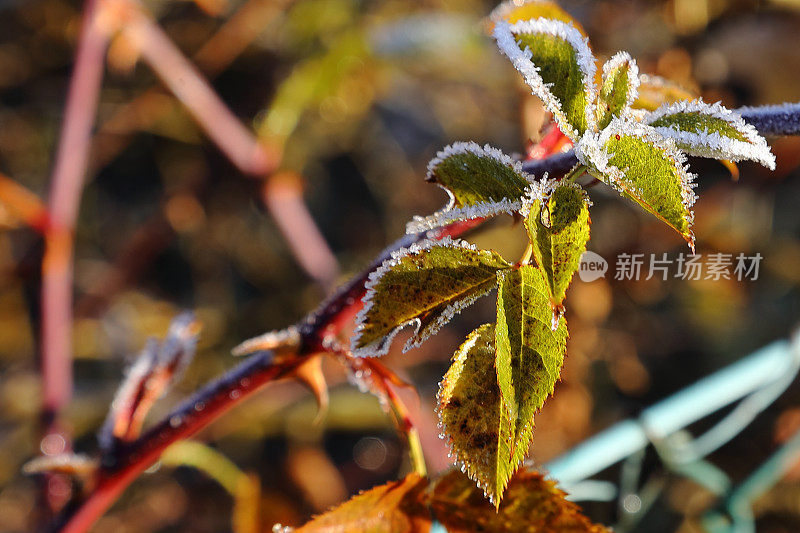 11月一个寒冷的早晨，蔷薇花瓣上结着白霜