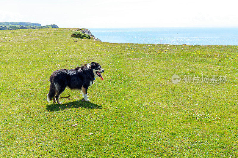 边境牧羊犬站在长满草的岬角上