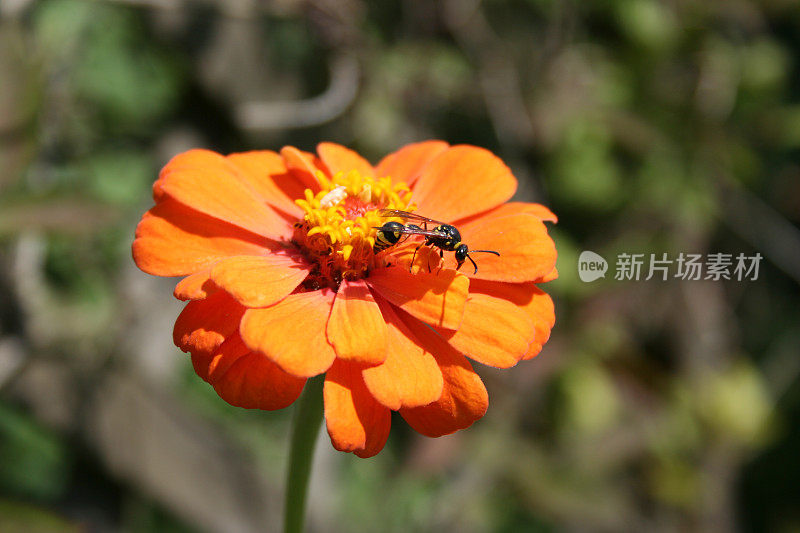 黄蜂在zinnia