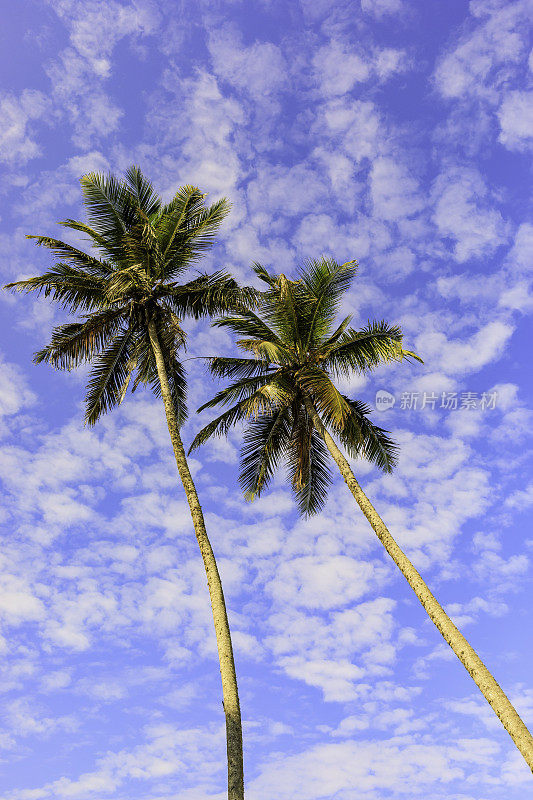 两棵棕榈树映衬着多云的天空