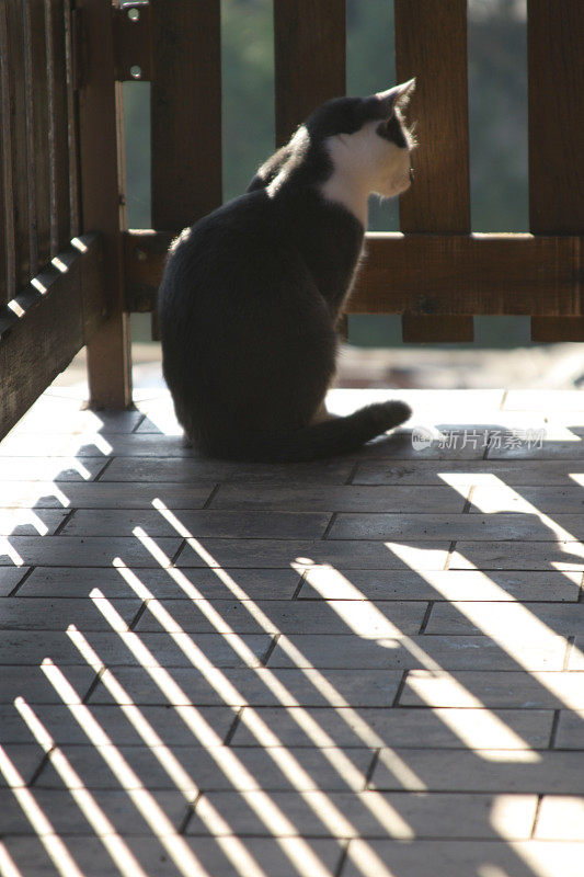 两只猫在阳台上玩耍