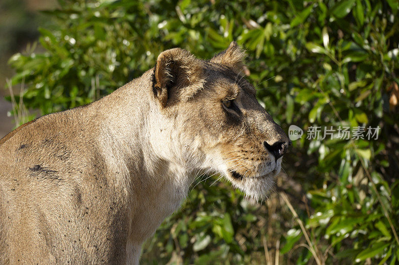 肯尼亚马赛马拉的一只母狮子